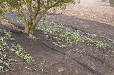 Koleksiyon pelerinli zeytin ağacı hasadı