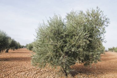 Castilla La Mancha, Spa 'da sürdürülebilir fidanlıkta zeytin ağaçları