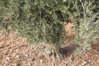 Old olive tree with fruits 