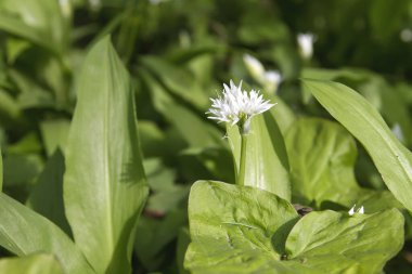 Vahşi Allison Ursimun baharda çiçek açıyor. 