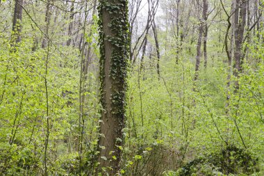Bahar ormanlarında yabani ayının sarımsağı ve çan çiçekleri 