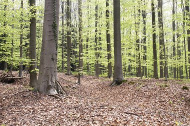 Baharda kayın ağacı ormanları