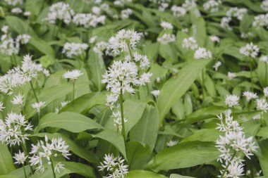 Vahşi ayının sarımsak çiçekleri kapanıyor
