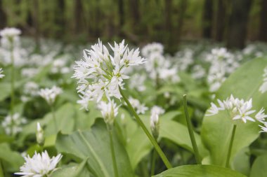 Yabani ayının sarımsak çiçeği 