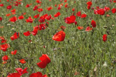Kırmızı gelincikler ve yeşil çimenler 