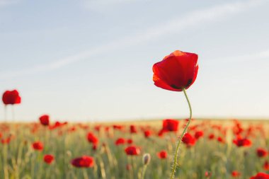 Kırmızı gelincik çiçeği ilkbahar kırsalında yetişiyor. 