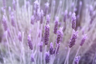 Detail of purple lavender flower  clipart