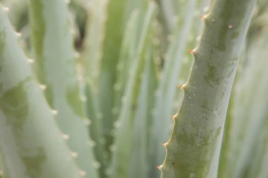 Aloe vera yapraklarının ayrıntıları