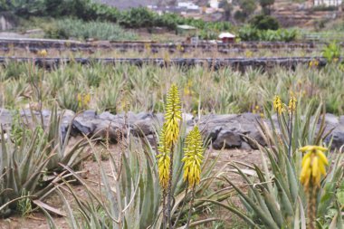 Aloe vera çiftliği çiçek açıyor 