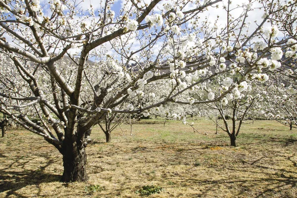 Cerezos Primavera Floreciendo Valle Del Jerte —  Fotos de Stock