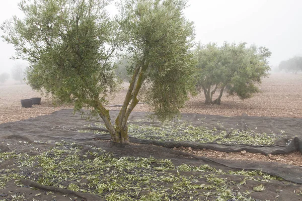 Olives trees harvest with cloaks