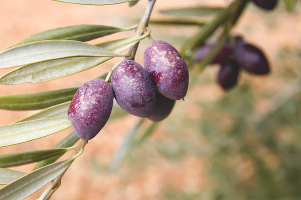 Detalle Frutos Olivo — Foto de Stock