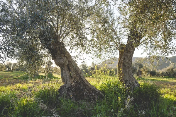 Lkbahar Kırsalında Yaşlı Zeytin Ağaçları — Stok fotoğraf