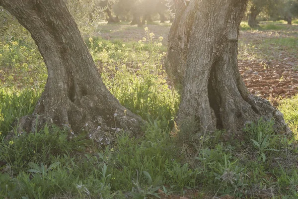 Eski Zeytin Gövdelerinin Ayrıntıları — Stok fotoğraf