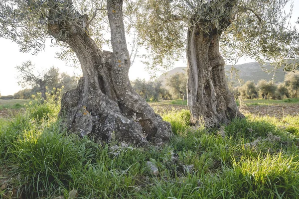 Kırsalda Eski Zeytin Ağaçları — Stok fotoğraf