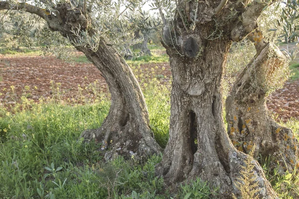 Eski Zeytin Ağaçlarının Ayrıntıları — Stok fotoğraf