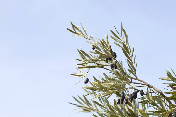 Λεπτομέρεια Από Κλαδιά Ελιάς Φύλλα Και Καρπούς — Φωτογραφία Αρχείου