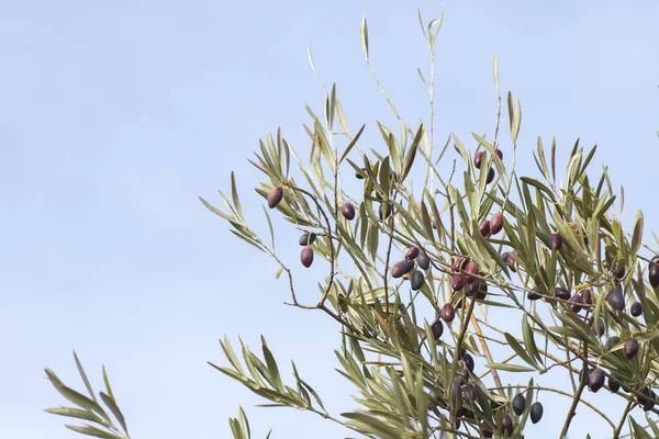 Olive Tree Foliage Fruits Blue Sky — Stock Photo, Image