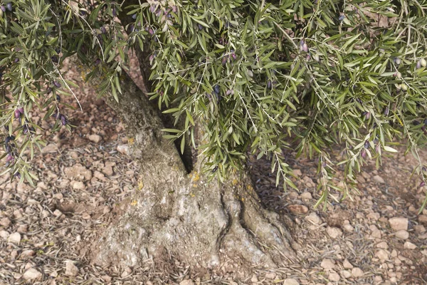 Meyveli Eski Zeytin Ağacının Ayrıntıları — Stok fotoğraf