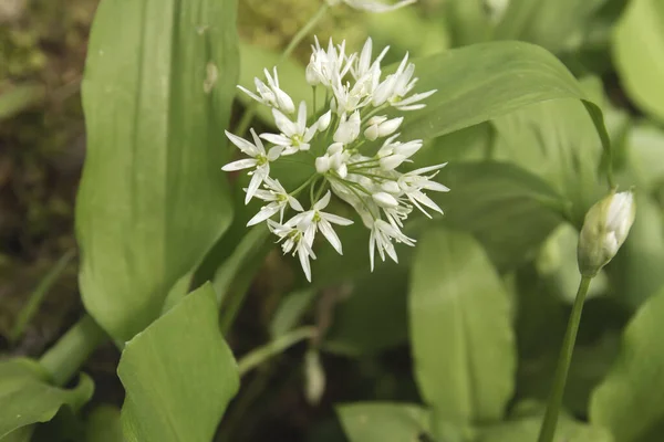 가까이 Allium Ursinum — 스톡 사진