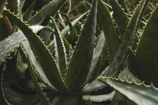 Άγρια Aloe Vera Close Άποψη — Φωτογραφία Αρχείου