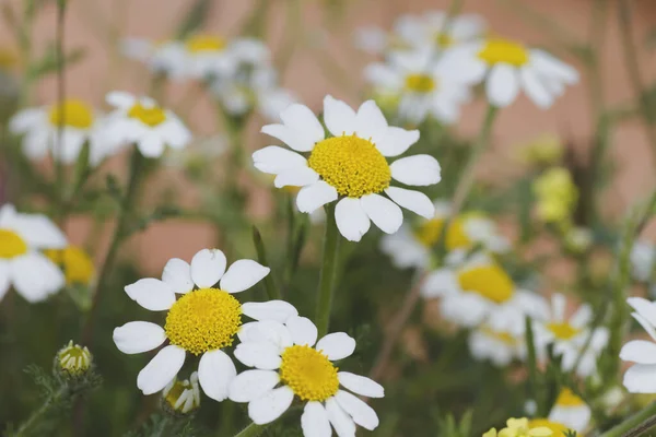 Wild Daisy Flowers Growing Springtime — Stock Photo, Image