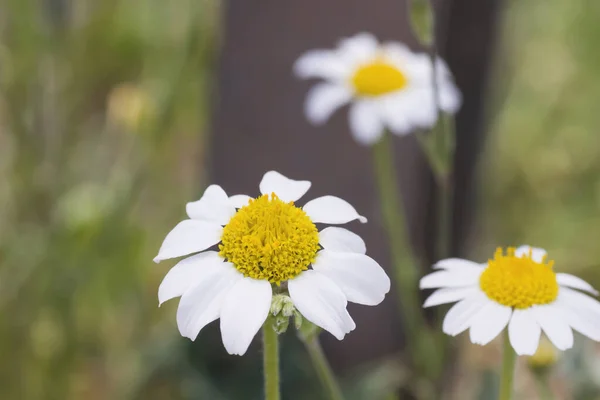 Detai White Chamomile Flowers — Stock Photo, Image