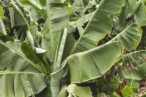 Detail Der Bananenpalme Große Blätter — Stockfoto