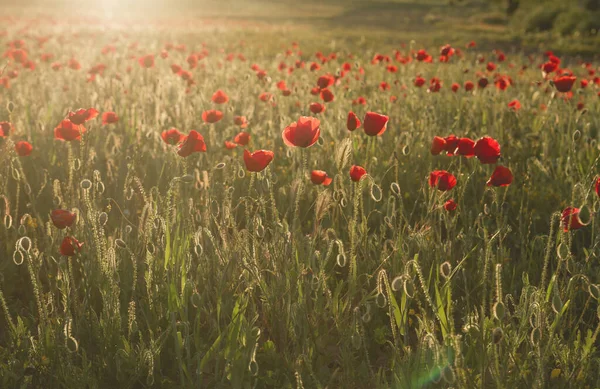 Spingtime Krajina Divokým Červeným Mákem Květiny — Stock fotografie