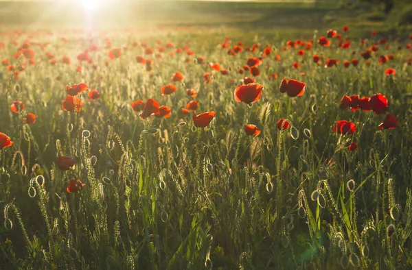 Våren Landskap Med Vilda Röda Vallmo Blommor Och Knoppar Solen — Stockfoto