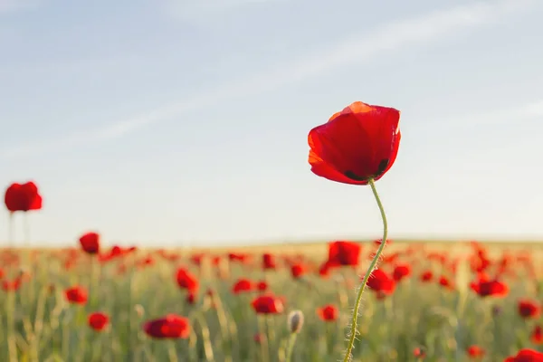 Röd Vallmo Blomma Växer Vilt Våren Landsbygden — Stockfoto