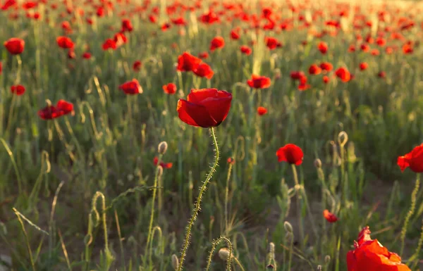 Divoké Červené Květy Máku Kvetoucí Jaře — Stock fotografie