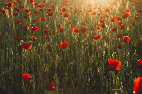 Vilda Röda Vallmo Blommor Blommar Våren — Stockfoto