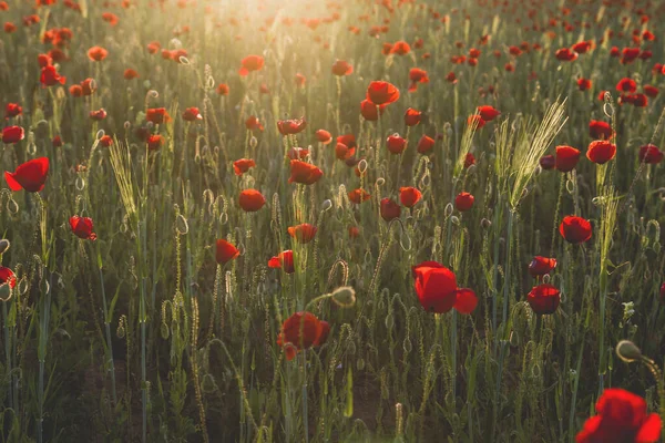 Våren Vilda Röda Vallmo Blommor — Stockfoto