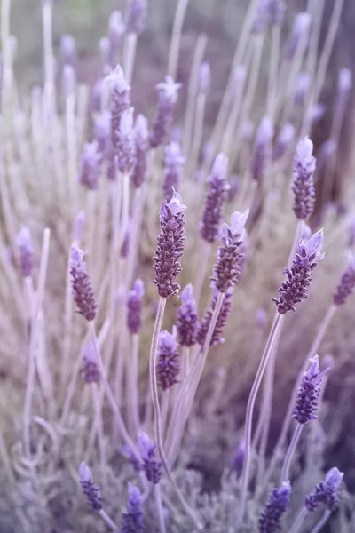 Detalj Lila Lavendel Blomma — Stockfoto