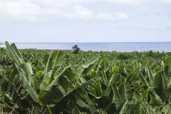 Bananeraie Dans Les Îles Canaries — Photo