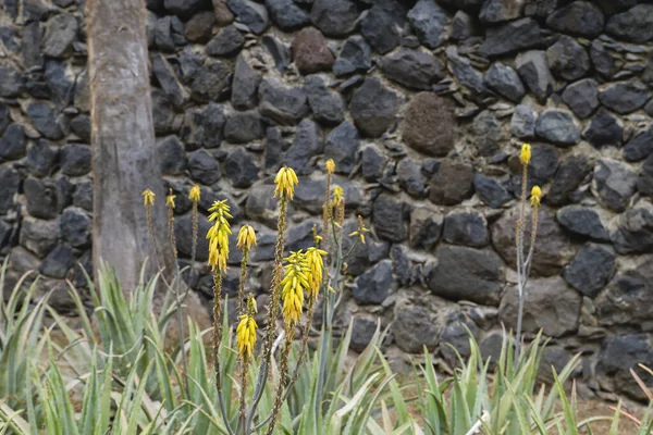 アロエベラ黄色の花が咲く — ストック写真