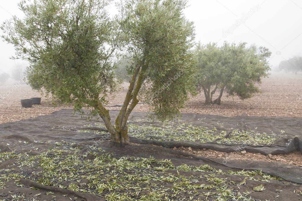 Olives trees harvest with cloaks 