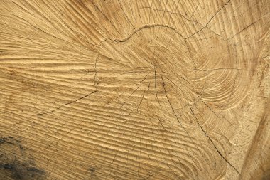 kaplanmış ağaç gövdesi arka planı 