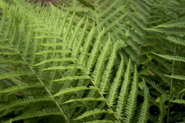 yeşil eğreltiotu yakın çekim görüntüsü