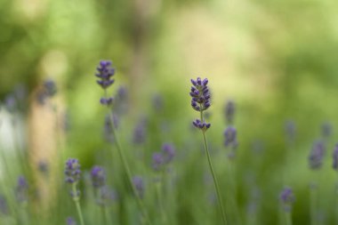 Çiçek açan lavanta çiçekleri, taze yeşil arka plan