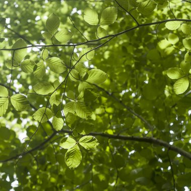 Baharda kayın ağacı yaprakları, yeşil doğa arka planı 