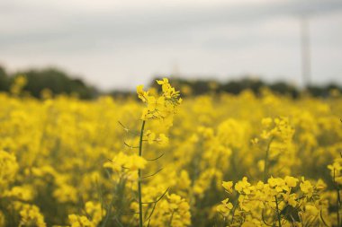 İlkbaharda kolza çiçeği tarlası