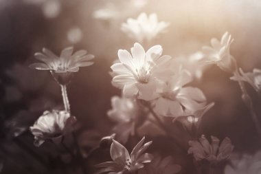 Sertiyum ya da fare kulaklı civciv otları. Dikenli beyaz çiçekler.