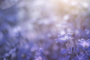 Fare kulaklı civciv çiçeği İlkbaharda çiçek açıyor, ruhani doğa