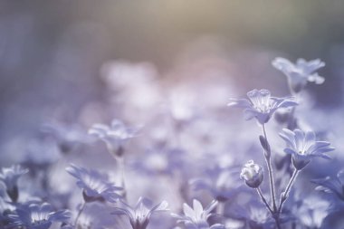 rüya gibi bokeh çiçeği arka planı 