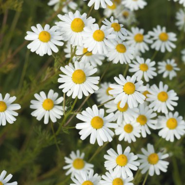 Papatya çiçekleri yakın çekim görüntüsü