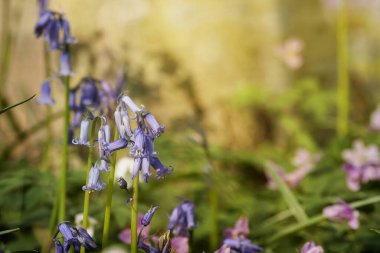 Baharda açan mavi çan çiçekleri