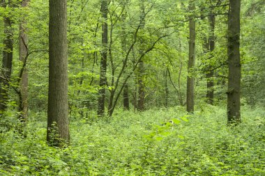 Yeşil orman doğa geçmişi 