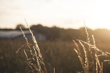 Bir tarlada yaz günbatımı 